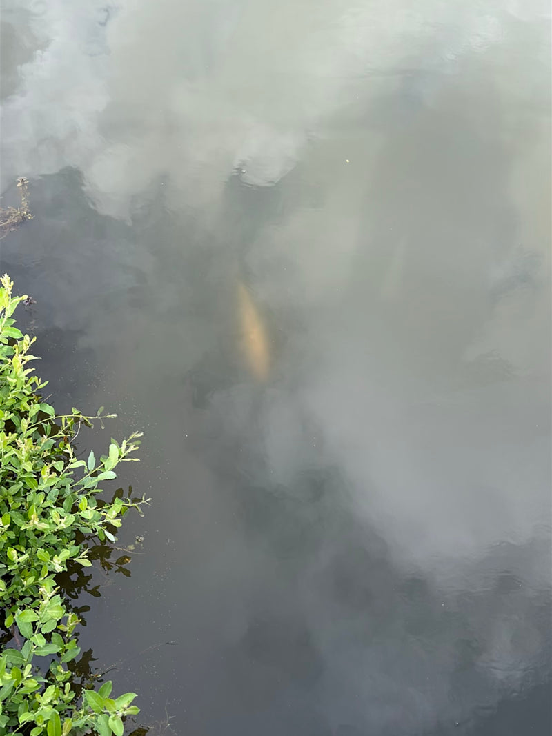 Im trüben Wasser eines Gewässers ist schemenhaft ein großer Fisch zu erkennen. Am linken Bildrand wächst grüne Ufervegetation.