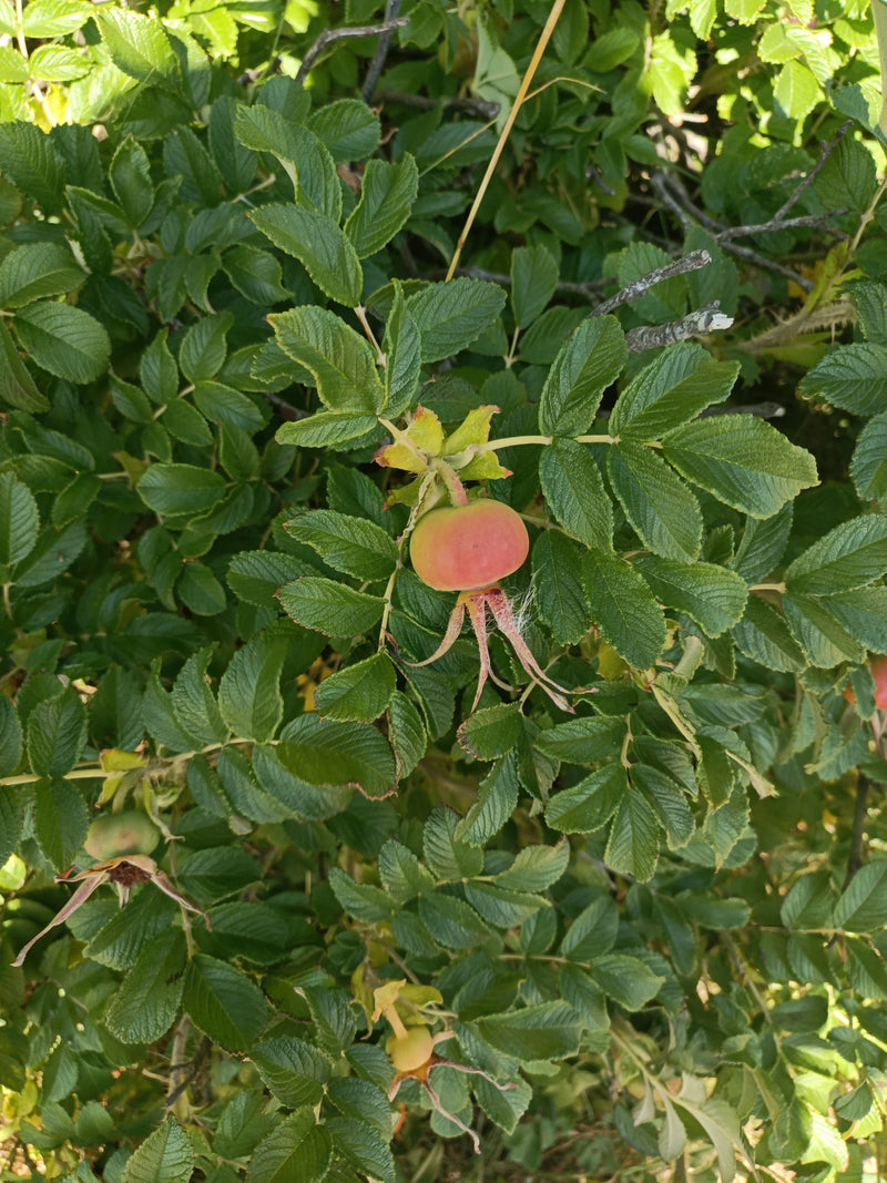 Kartoffel-Rose — Bild 5