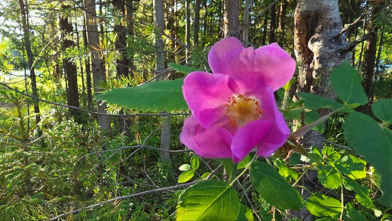 Kartoffel-Rose — Bild 4