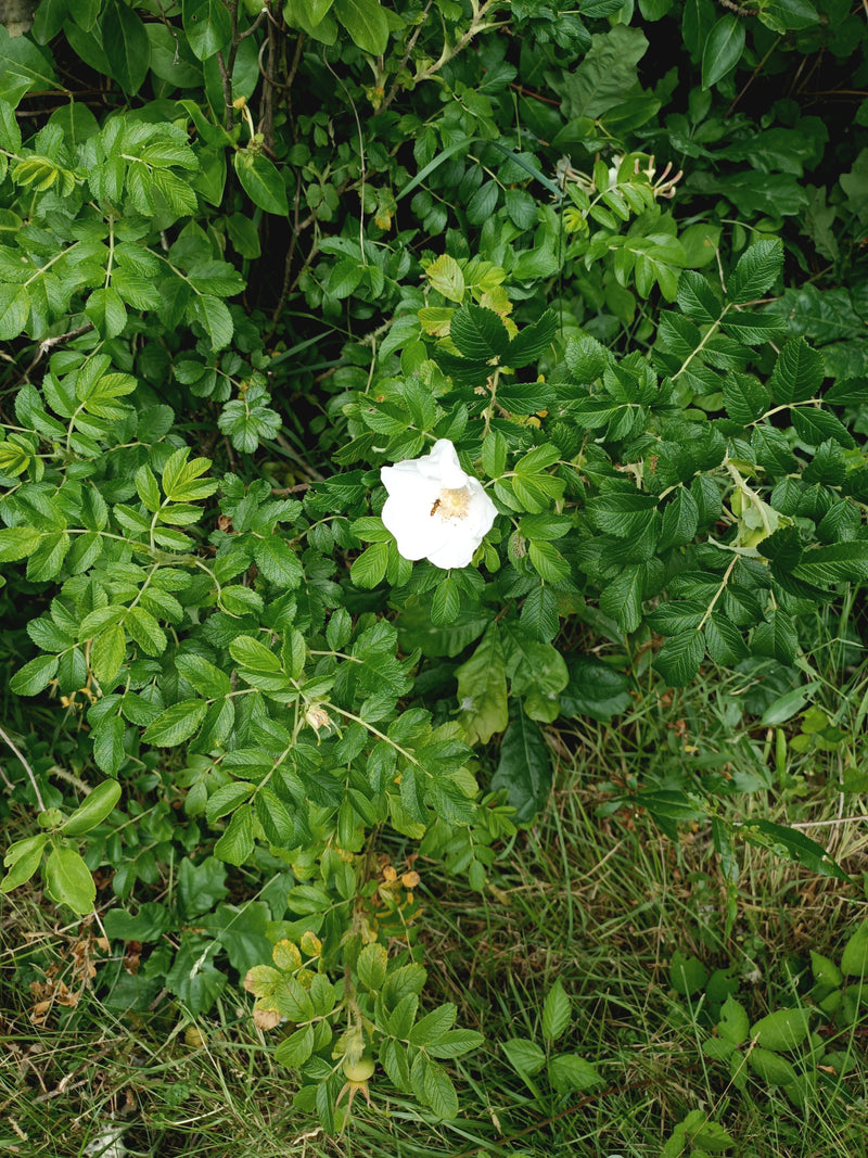 Kartoffel-Rose — Bild 2
