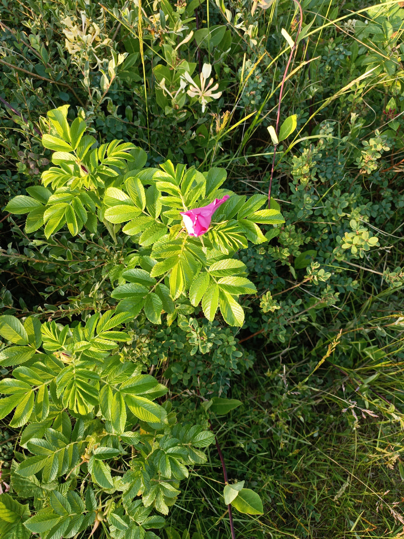 Kartoffel-Rose — Bild 1