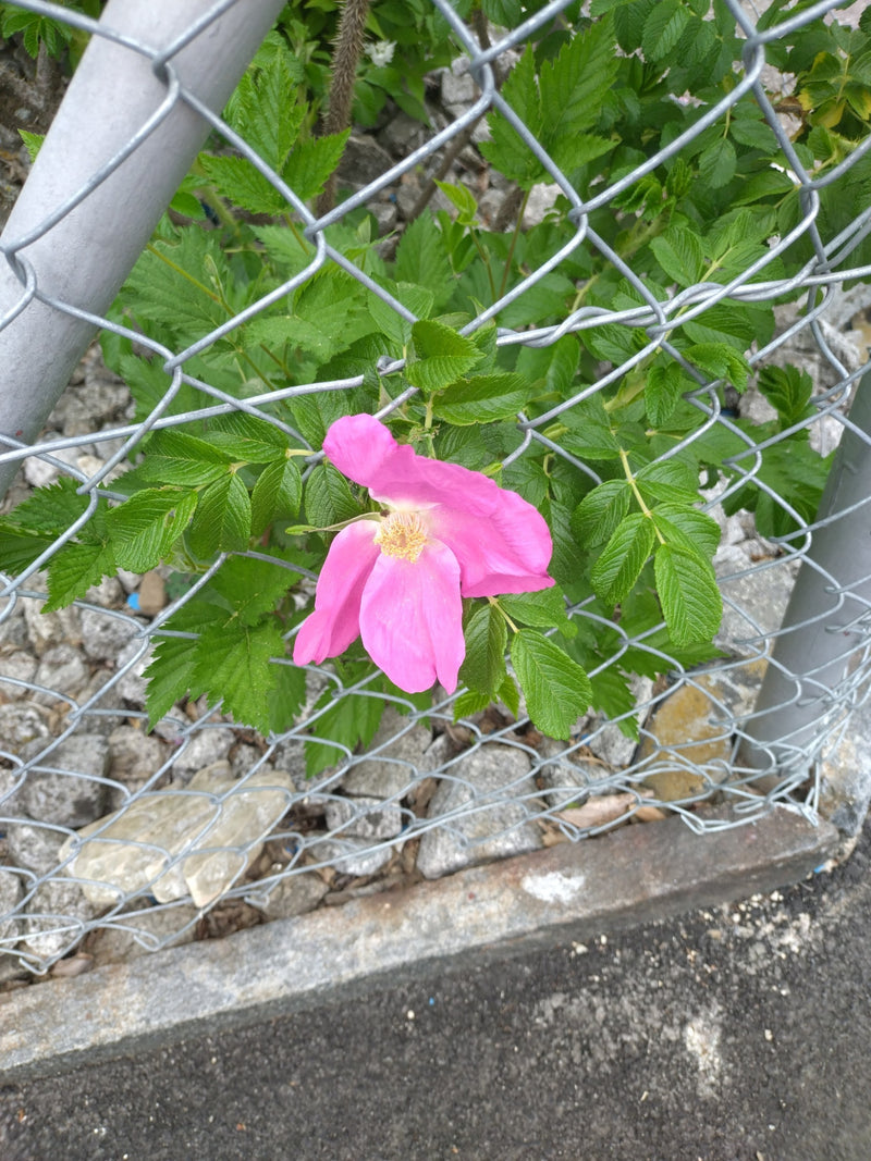Kartoffel-Rose — Bild 3