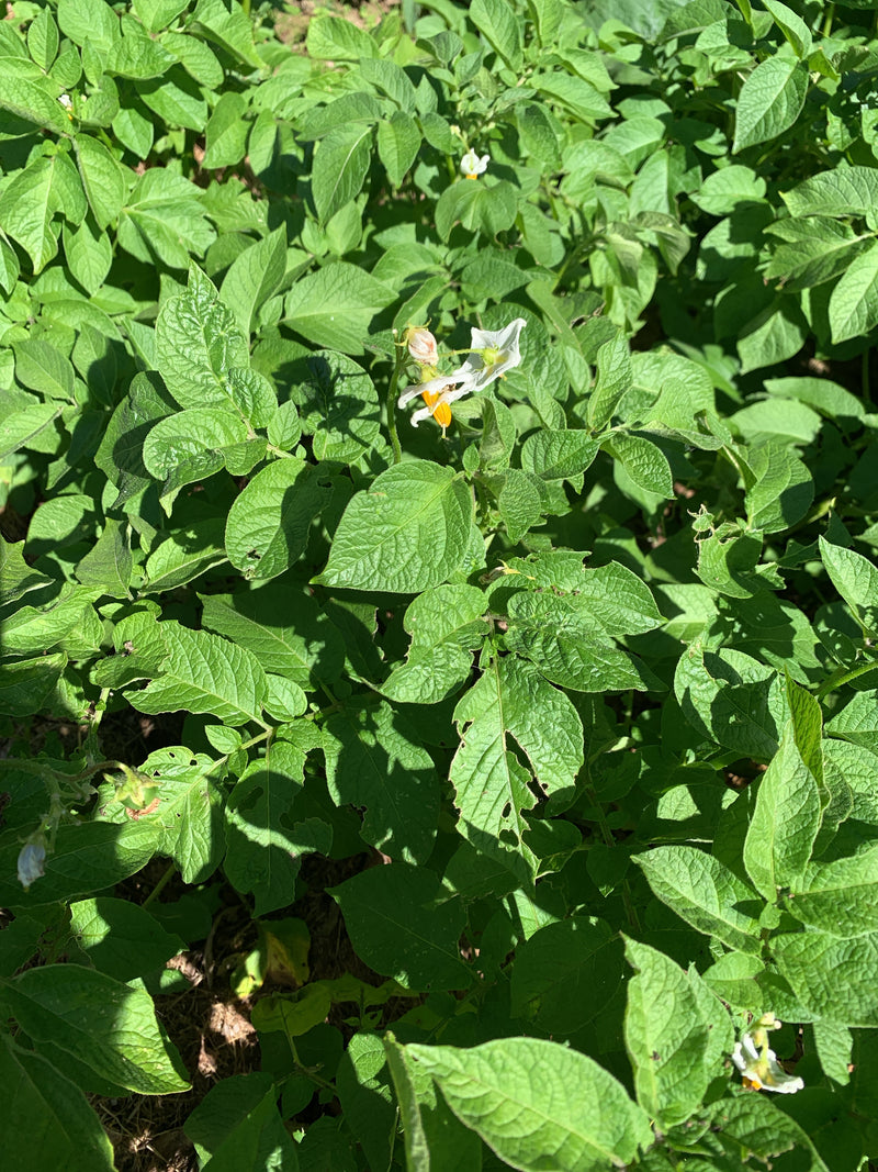 Kartoffel — Bild 4