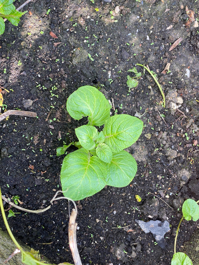 Kartoffel — Bild 2