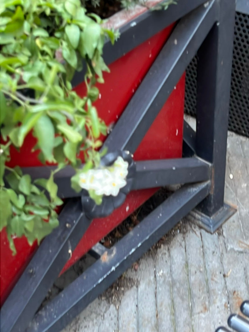 Kartoffelblume — Bild 3