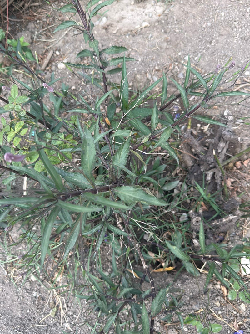 Kartoffelblume — Bild 2
