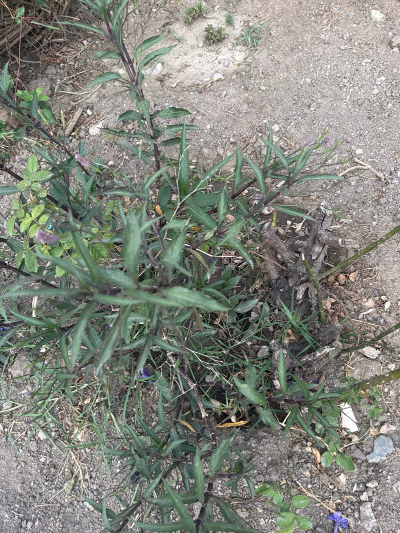 Kartoffelblume — Bild 1