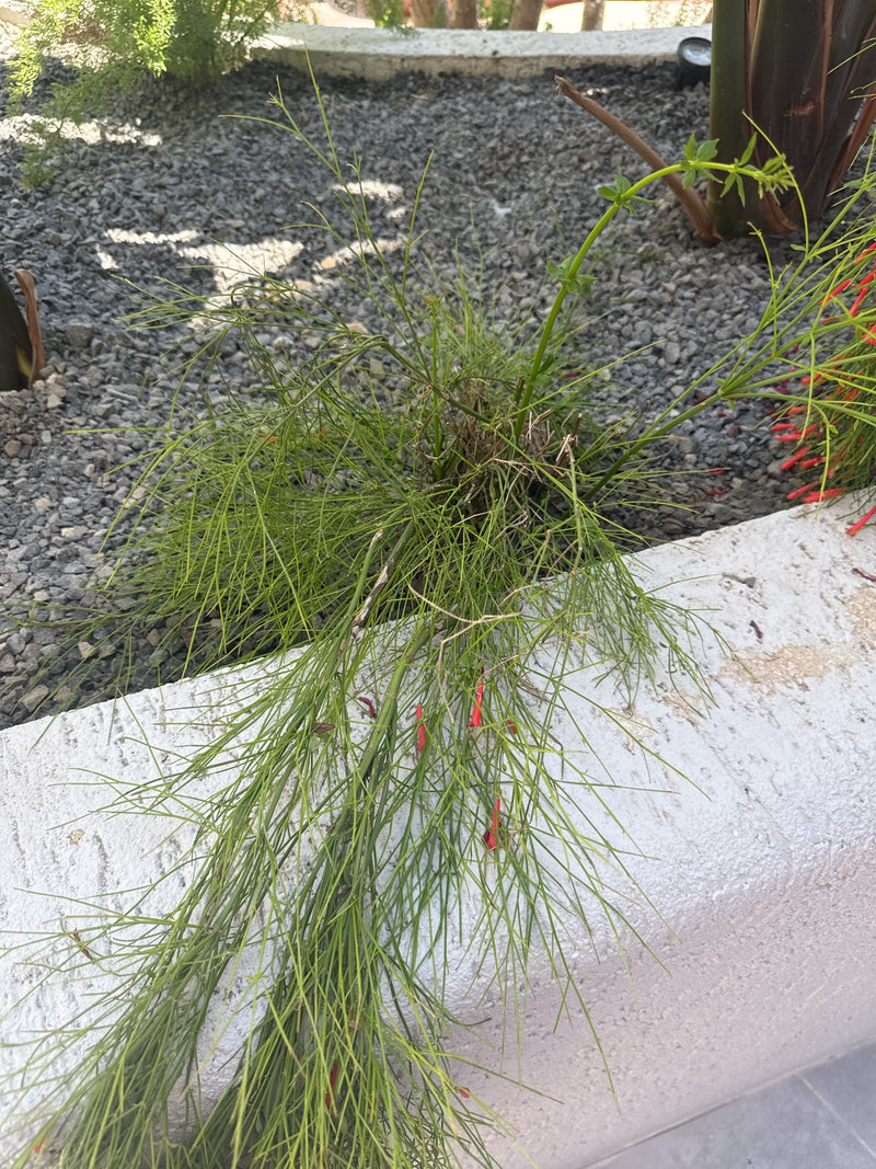 Kasuarinen-Baum — Bild 5