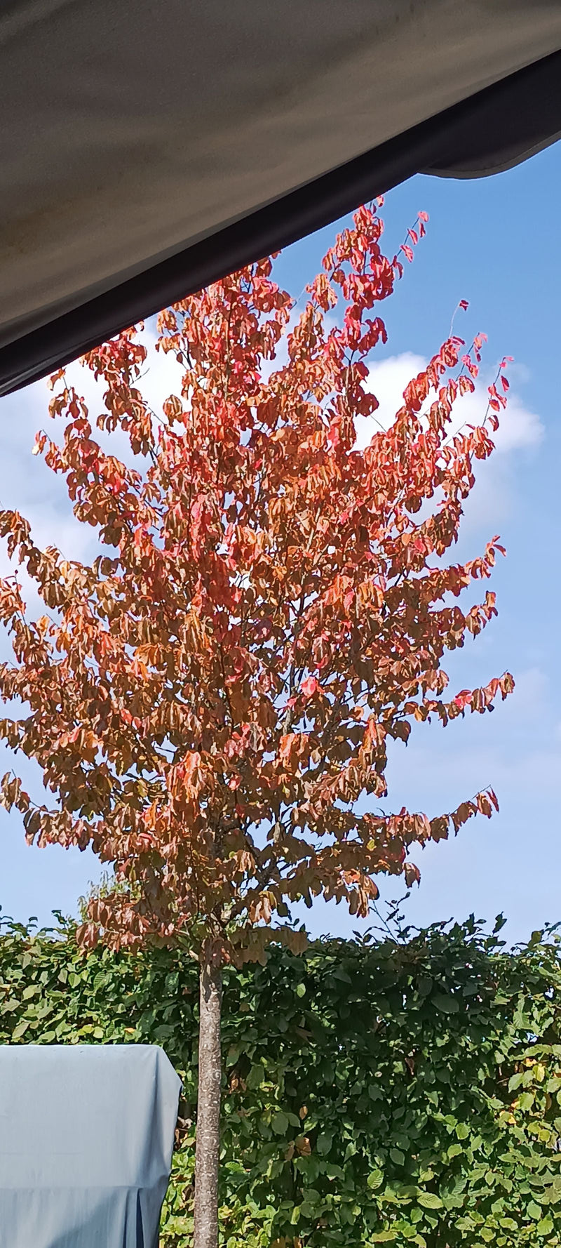 Ein junger Lebkuchenbaum mit leuchtend orangeroter Herbstfärbung vor heiterem Himmel.