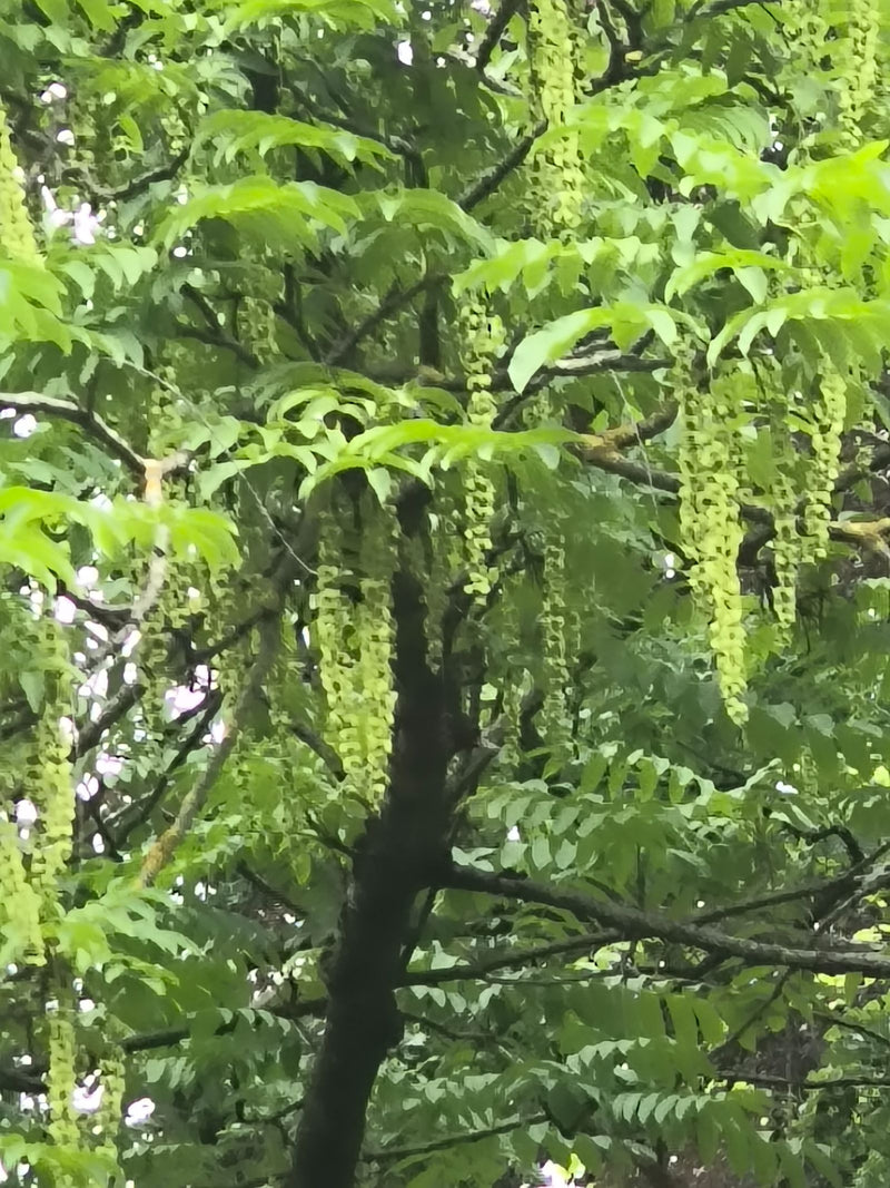 Kaukasische Flügelnuss — Bild 3