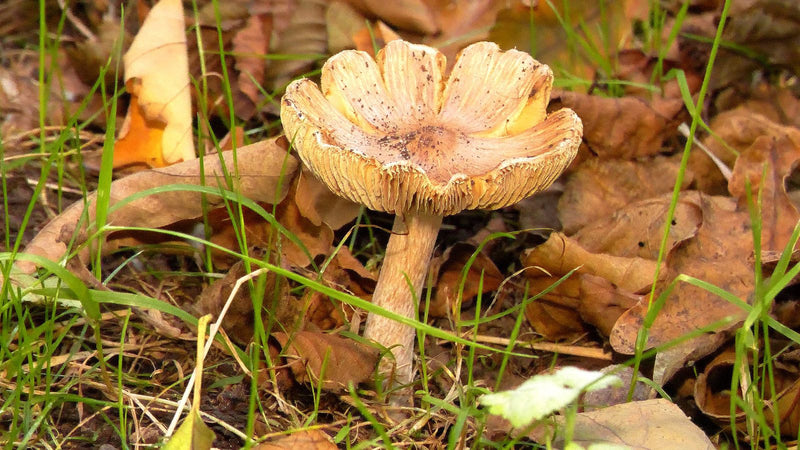 Auf dem Bild ist ein einzelner Kegeliger Risspilz zu sehen, der auf einem von Laub und Gras bedeckten Boden wächst. Der Pilz hat einen typisch faserigen Hut ...
