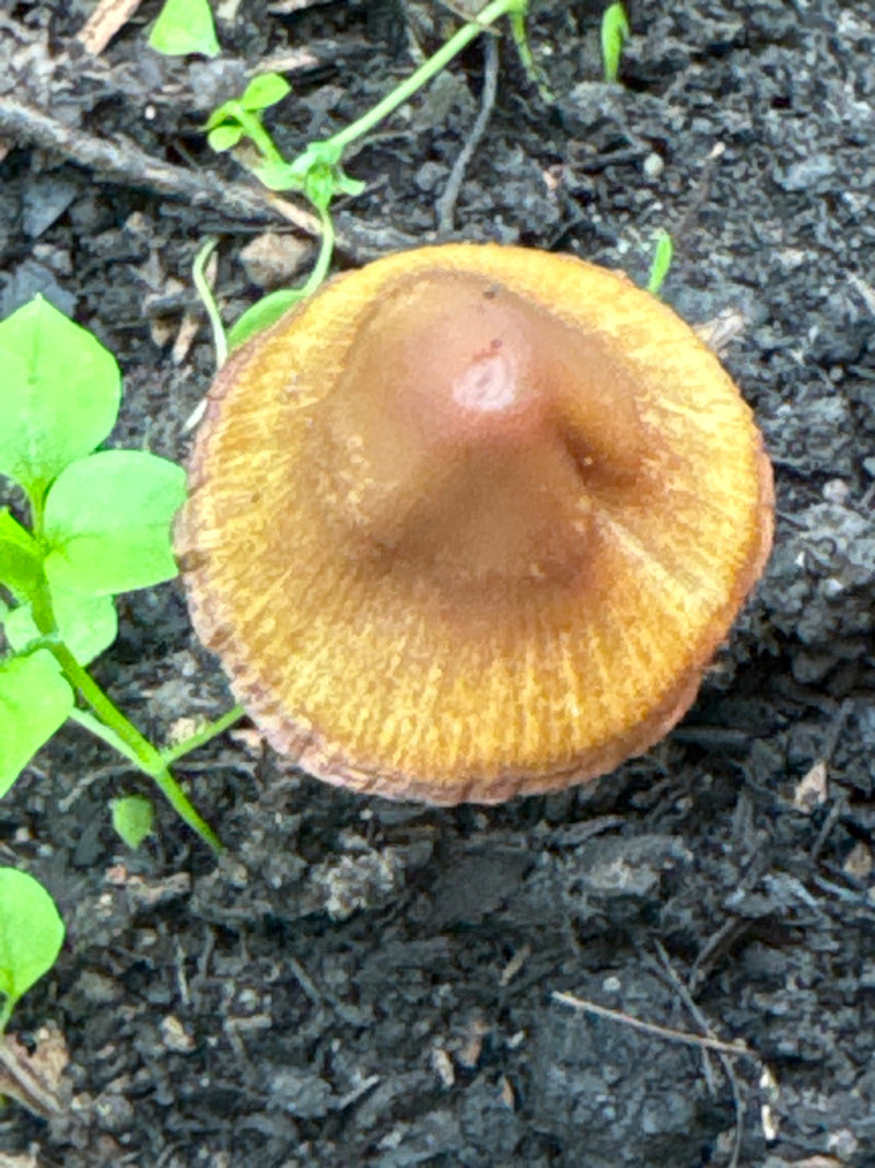 Kegelkopf (Gattung) — Bild 2