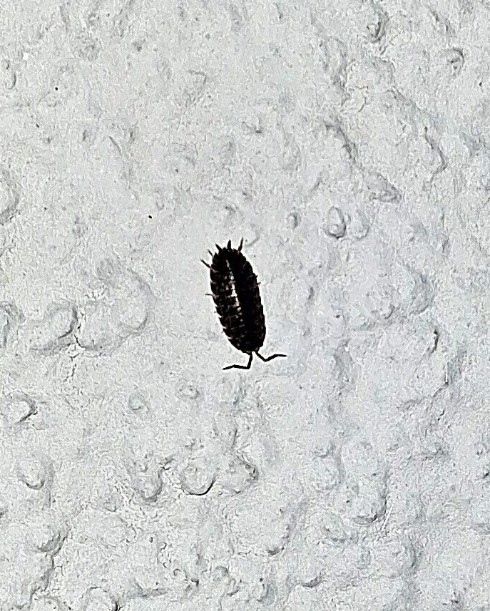 Eine Kellerassel sitzt auf einer hellen, strukturierten Wand. Die Aufsicht zeigt das kleine Krebstier mit seinen charakteristischen Segmenten.