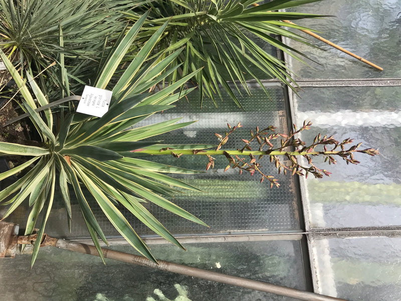 Zu sehen ist eine Kerzen-Palmlilie von oben in einem Gewächshaus, mit langen, spitz zulaufenden Blättern und einem wachsenden Blütenstand.