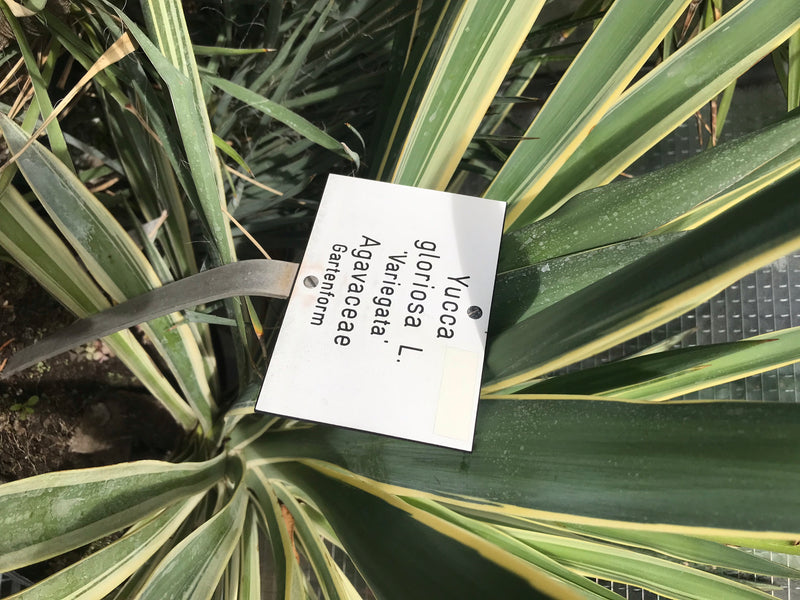 Zu sehen ist eine Kerzen-Palmlilie mit ihren charakteristischen, spitz zulaufenden Blättern. Ein kleines Schild im Bild zeigt den wissenschaftlichen Namen de...