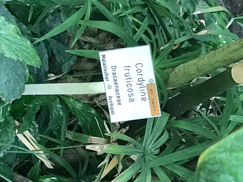 Zu sehen ist ein beschriftetes Pflanzenschild mit dem Namen Cordyline fruticosa, das inmitten von grünen Pflanzenblättern platziert ist.