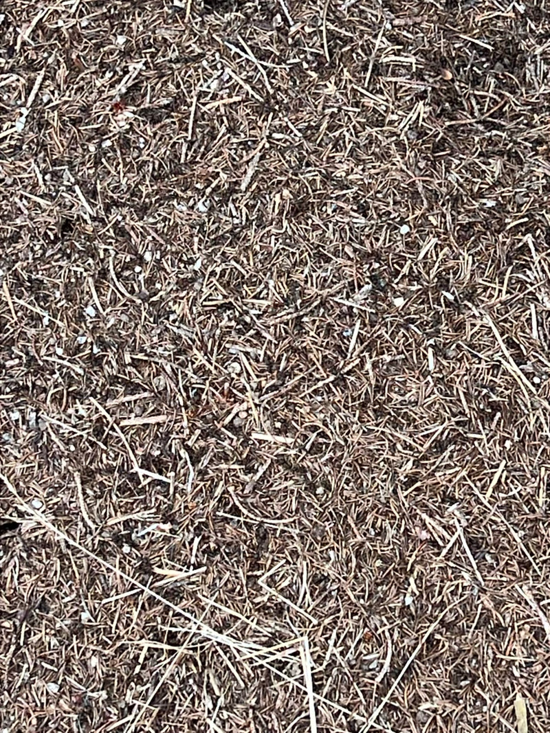 Kiefer — Bild 1 von 3