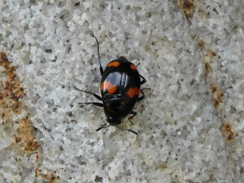 Kiefern-Kugelmarienkäfer — Bild 1