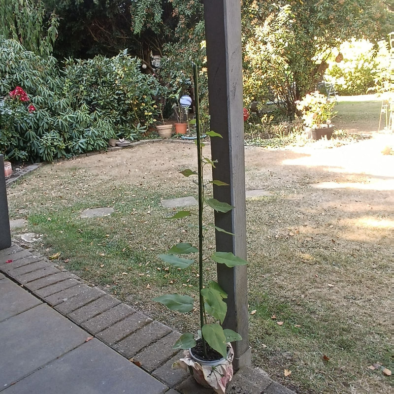 Kiwi — Bild 1