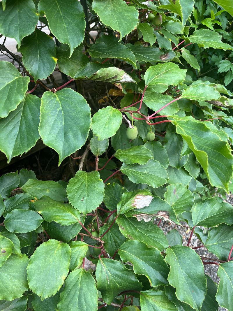 Kiwi — Bild 2