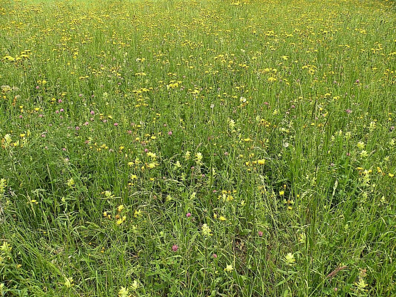 Großer Klappertopf — Bild 1