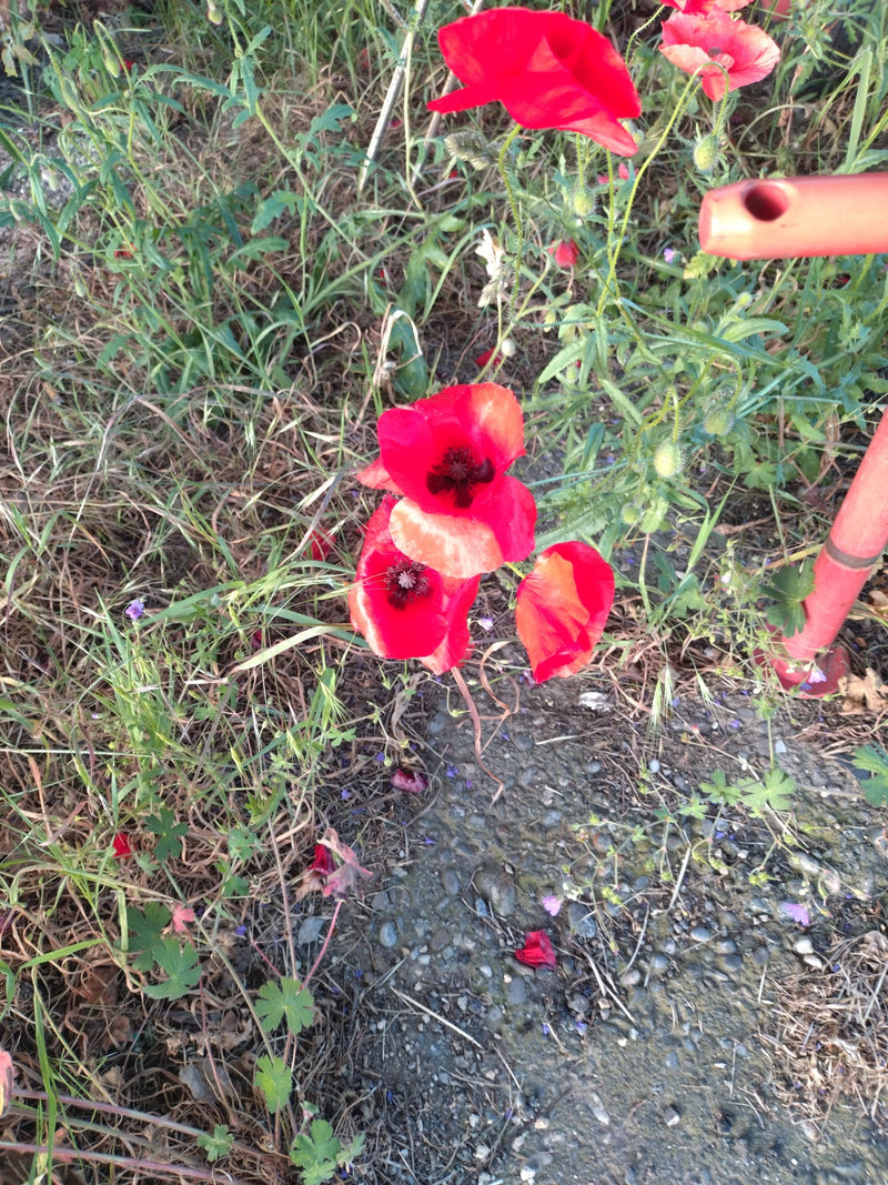 Mohnblume — Bild 3