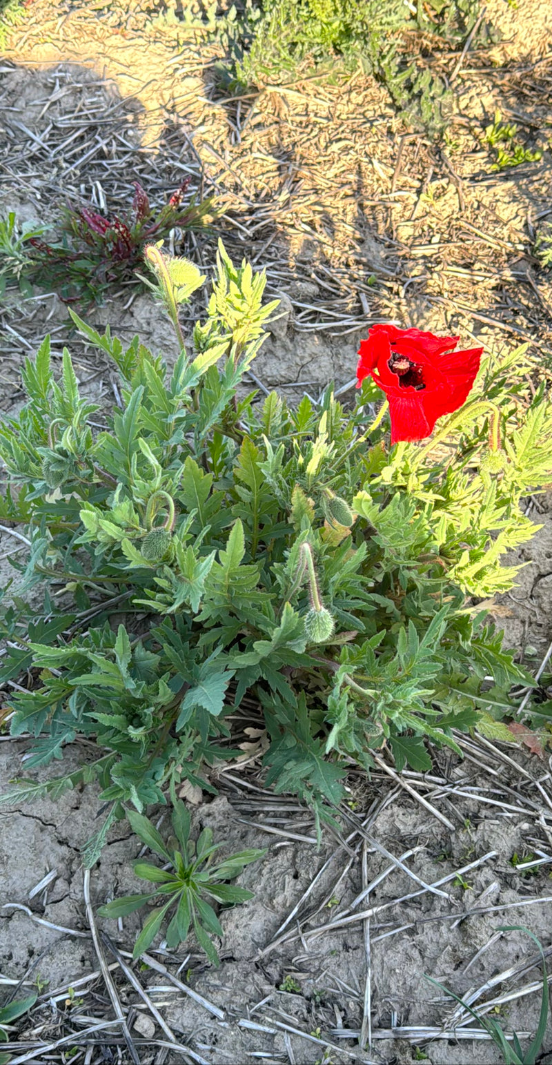 Mohnblume — Bild 4