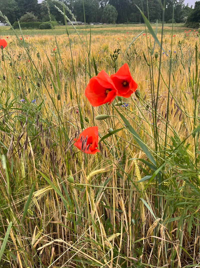 Mohnblume — Bild 5