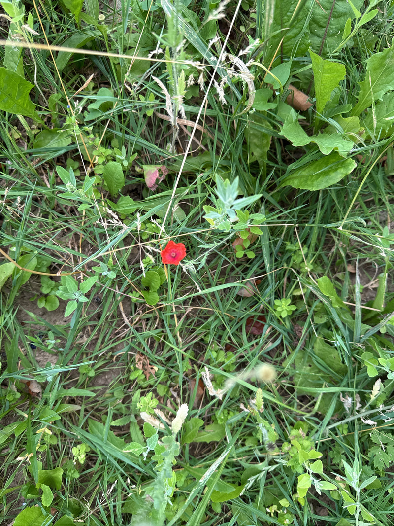 Mohnblume — Bild 2