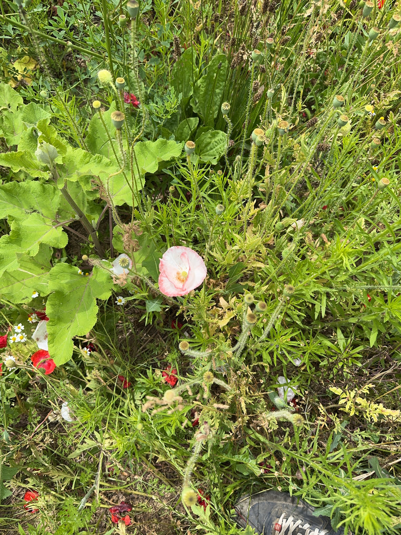 Mohnblume — Bild 1