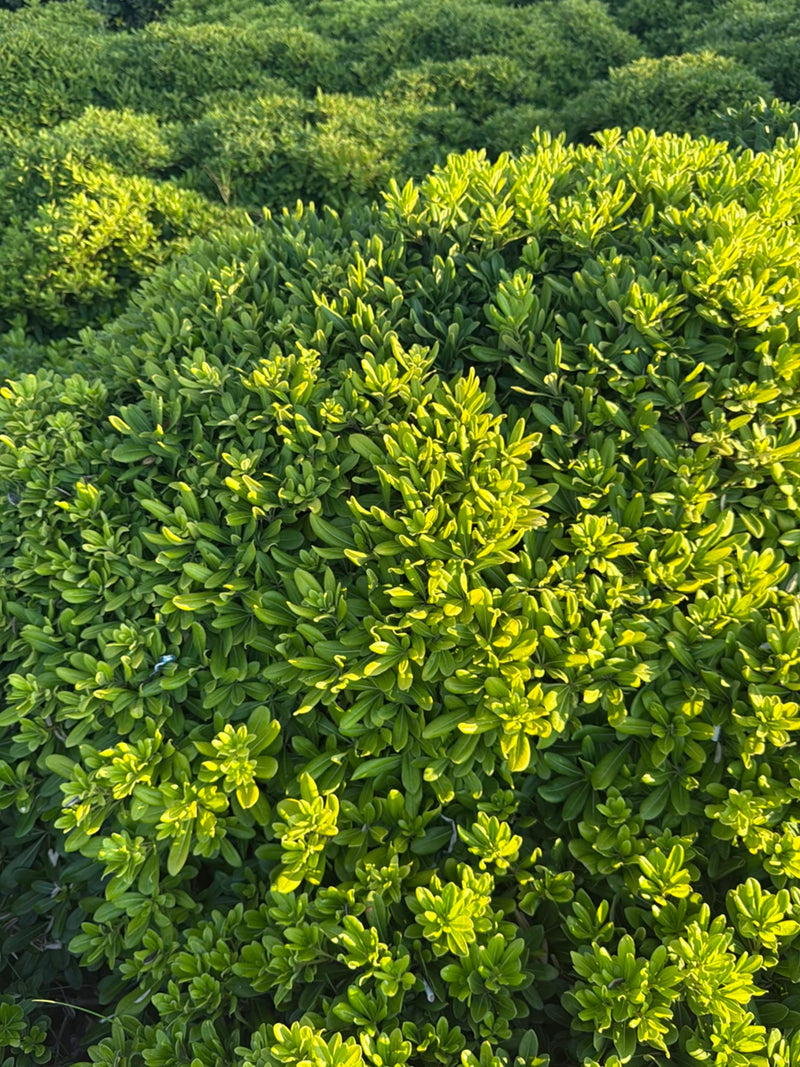 Das Foto zeigt einen dichten, grün belaubten Strauch des Klebsamen mit vielen kleinen, glänzenden Blättern im Sonnenlicht. Die Pflanze füllt das gesamte Bild...