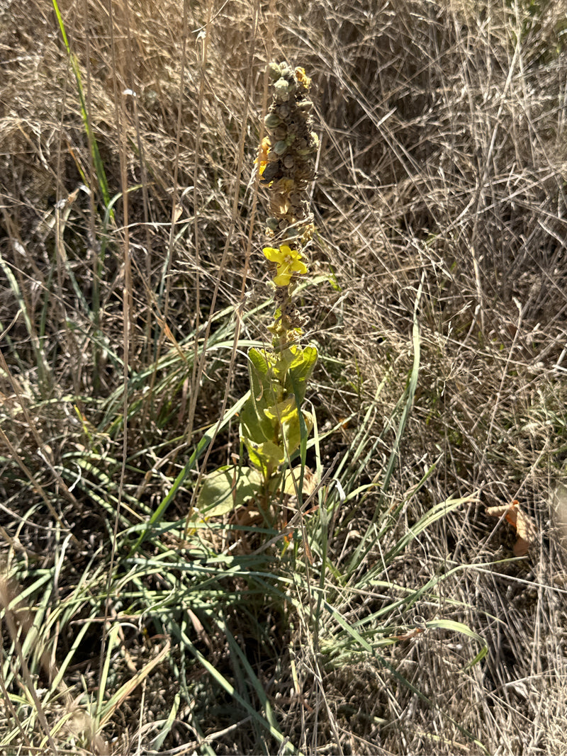 Eine Kleinblütige Königskerze mit aufrechtem Blütenstand und gelber Blüte steht inmitten von trockenem Gras.