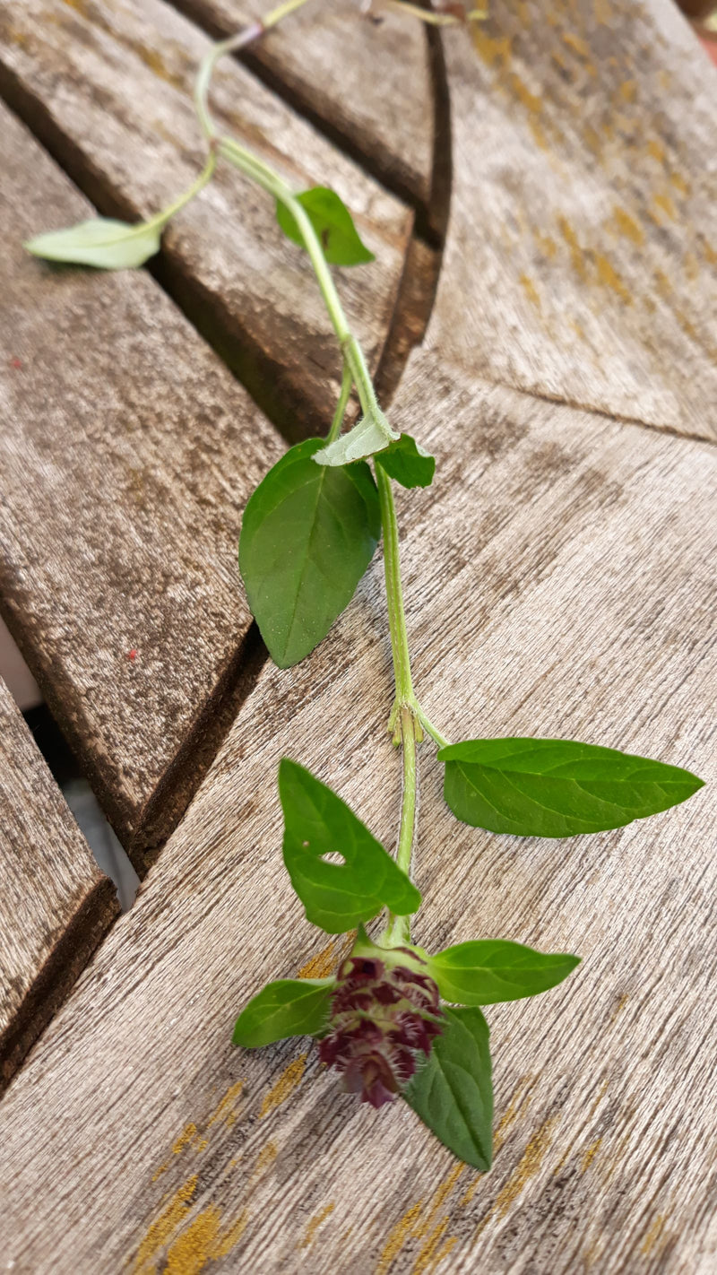 Kleine Braunelle — Bild 3
