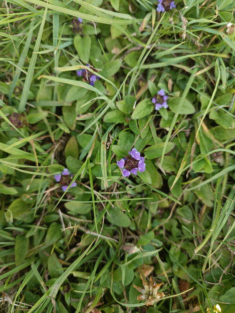 Kleine Braunelle — Bild 4