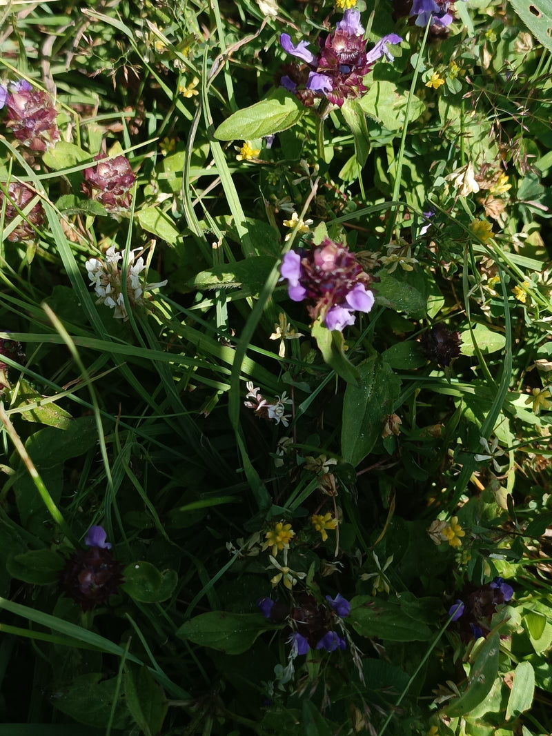 Kleine Braunelle — Bild 2