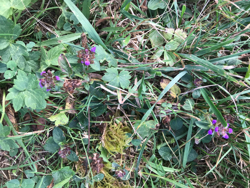 Kleine Braunelle — Bild 2 von 10