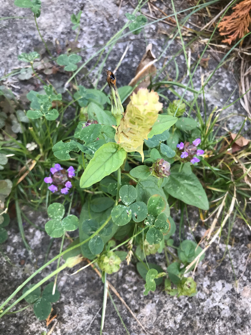 Kleine Braunelle — Bild 5 von 10