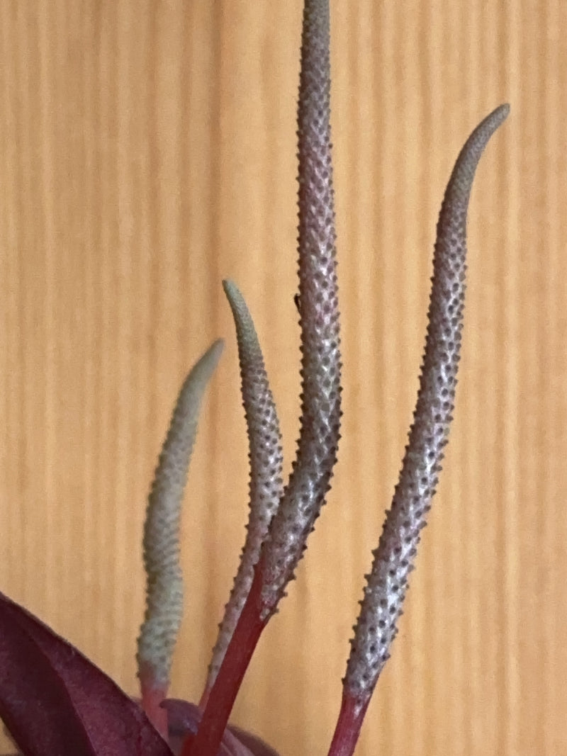 Flamingoblume — Bild 2