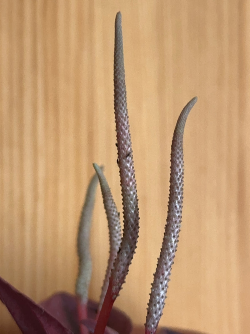 Flamingoblume — Bild 3
