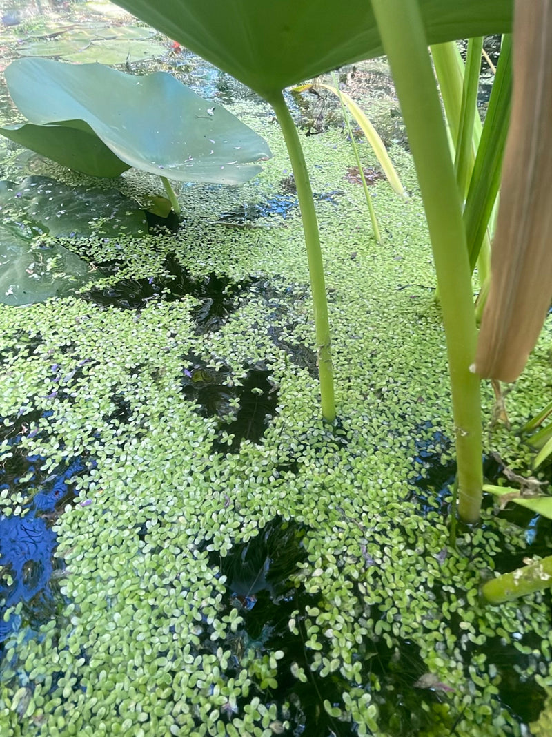 Kleine Wasserlinse — Bild 1