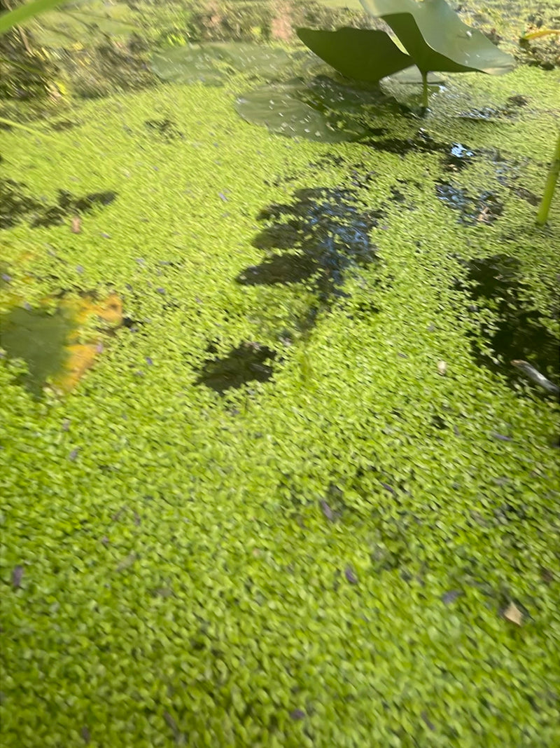 Kleine Wasserlinse — Bild 2