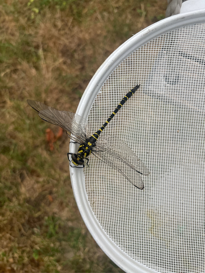 Kleine Zangenlibelle — Bild 2