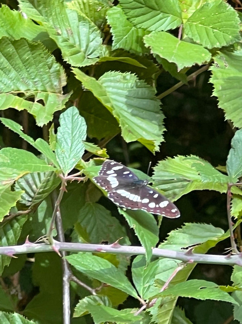 Kleiner Eisvogel — Bild 1