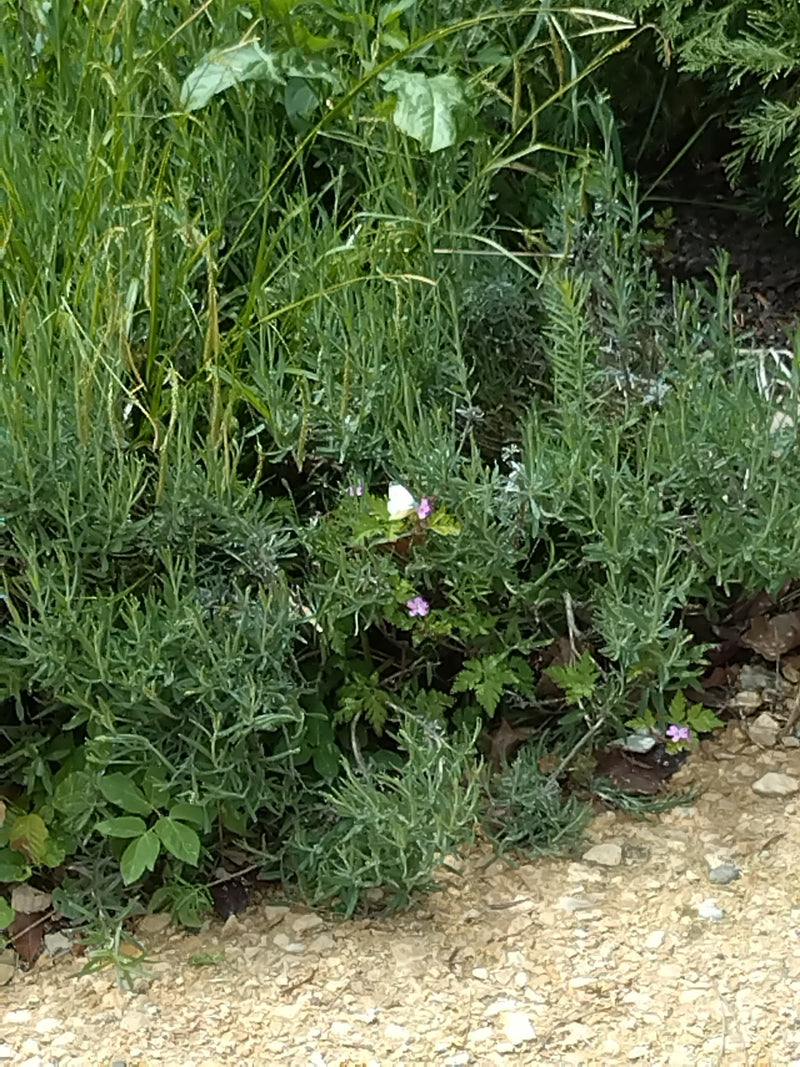 Kleiner Kohlweißling — Bild 5