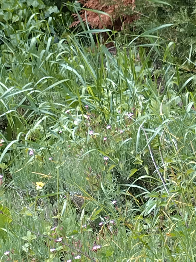 Kleiner Kohlweißling — Bild 2