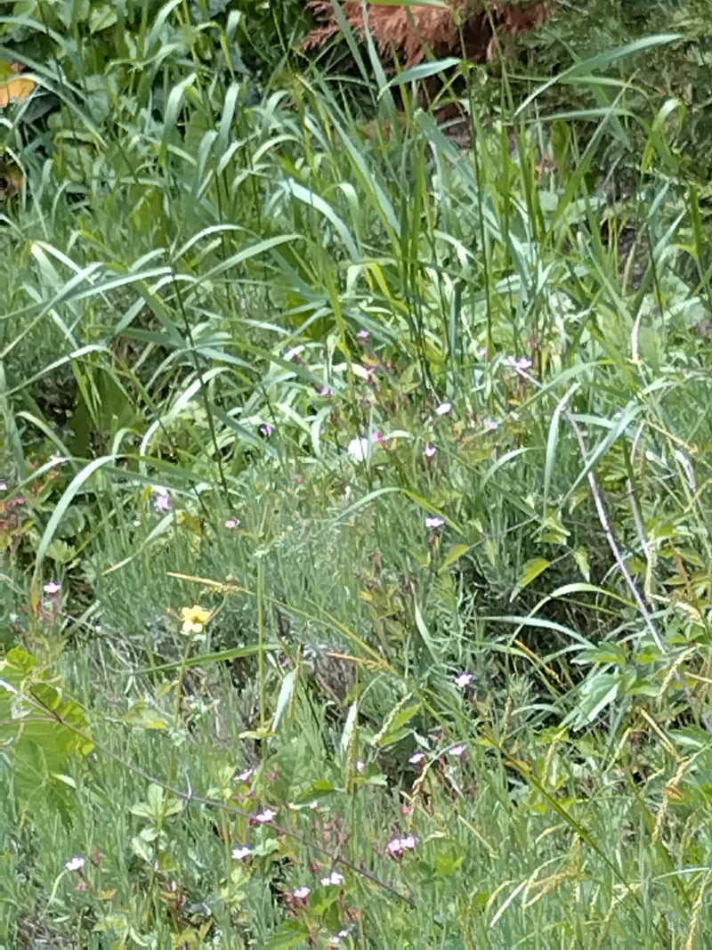 Kleiner Kohlweißling — Bild 3