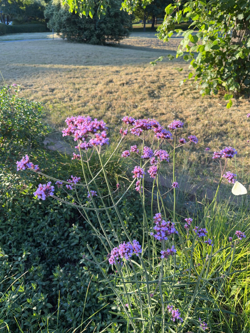Ein Kleiner Kohlweißling sitzt auf den violetten Blüten einer Verbene in einem Garten. Der Schmetterling ist gut zu erkennen und nimmt Nektar auf.