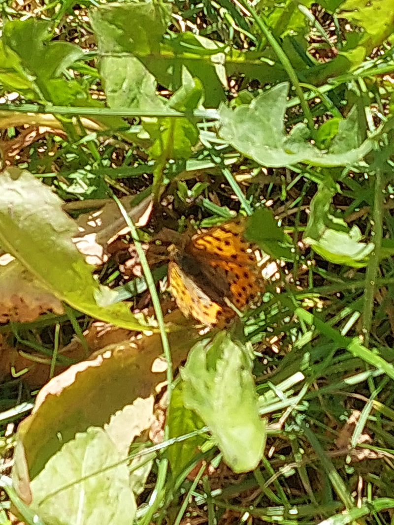 Kleiner Perlmuttfalter — Bild 4