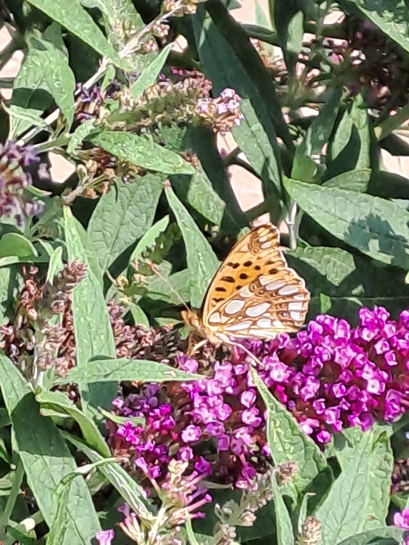 Kleiner Perlmuttfalter — Bild 2