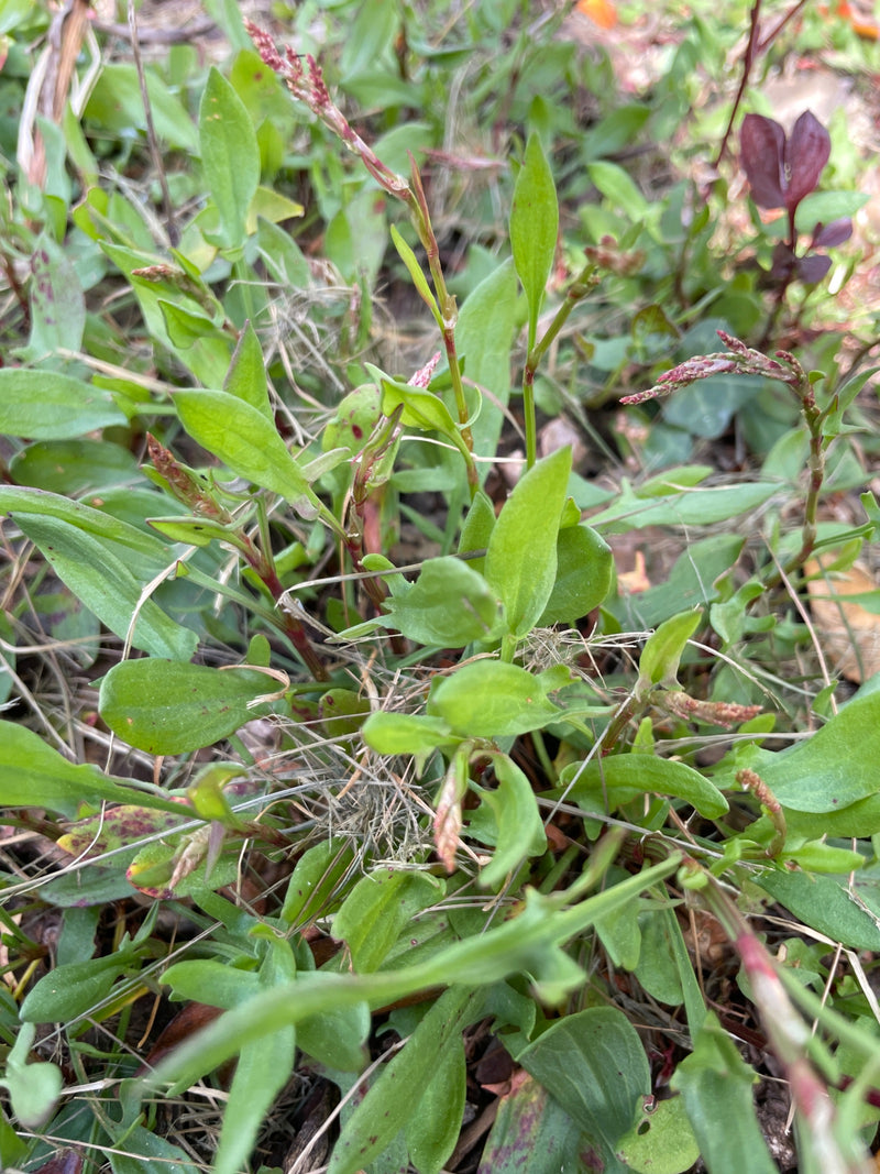 Kleiner Sauerampfer — Bild 3
